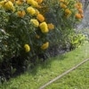 Gardena Schlauch-Regner: Feiner Sprühregner für die Bewässerung länglicher, schmaler Zonen, Länge 15 m, anschlussfertig ausgestattet, braun, individuell verkürz- oder verlängerbar (1999-20) - 5